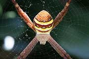St Andrew's Cross Spider (Argiope aetherea)